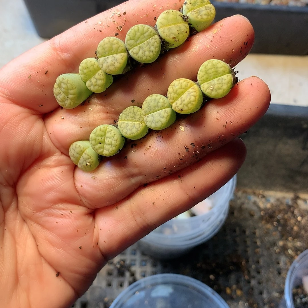 P435多肉植物保护