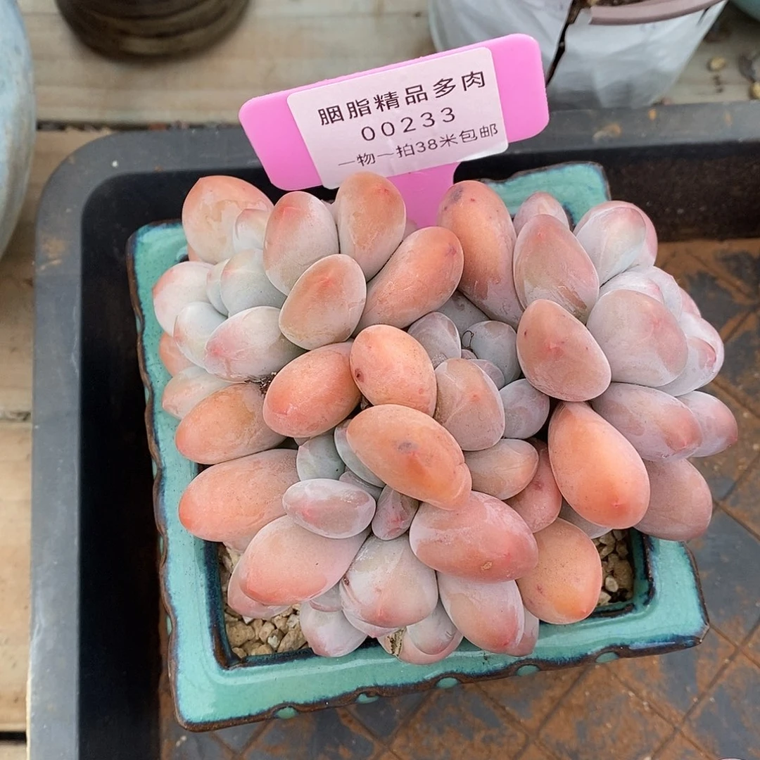 233 哦婆婆楼咯哦我哦哦