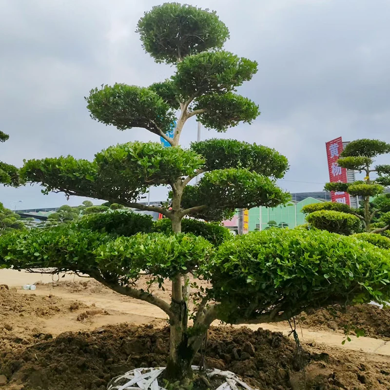 小叶罗汉松黄杨石楠花造型庭院景观树四季常青罗汉松黄杨绿植盆景