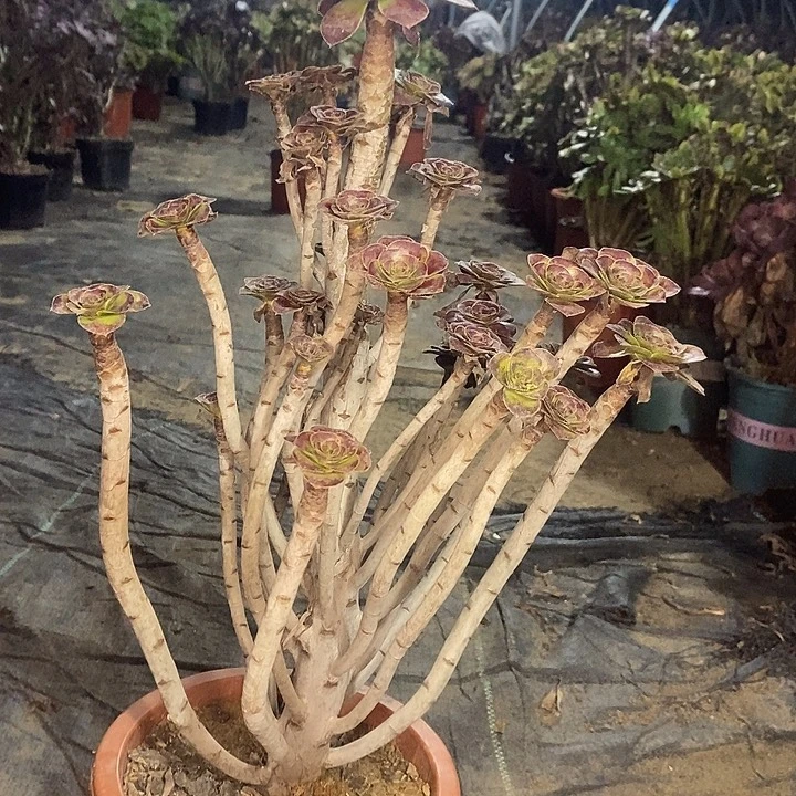 圆叶多肉植物036