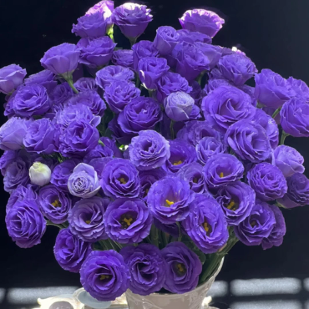 云南鲜花直发【紫色洋桔梗】高贵神秘与浪漫俱全 超长待机