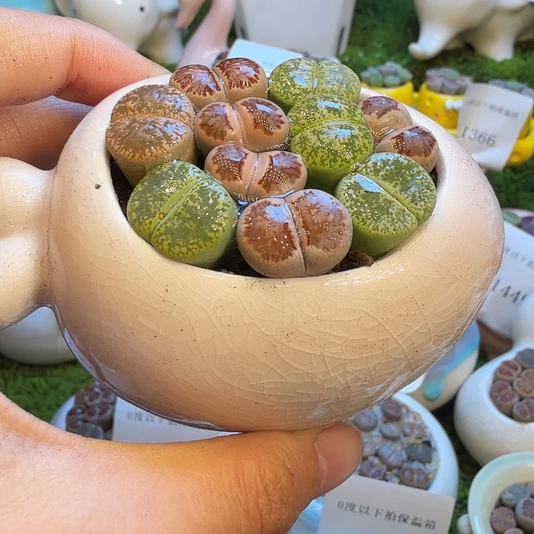 家***主多肉植物福利1497