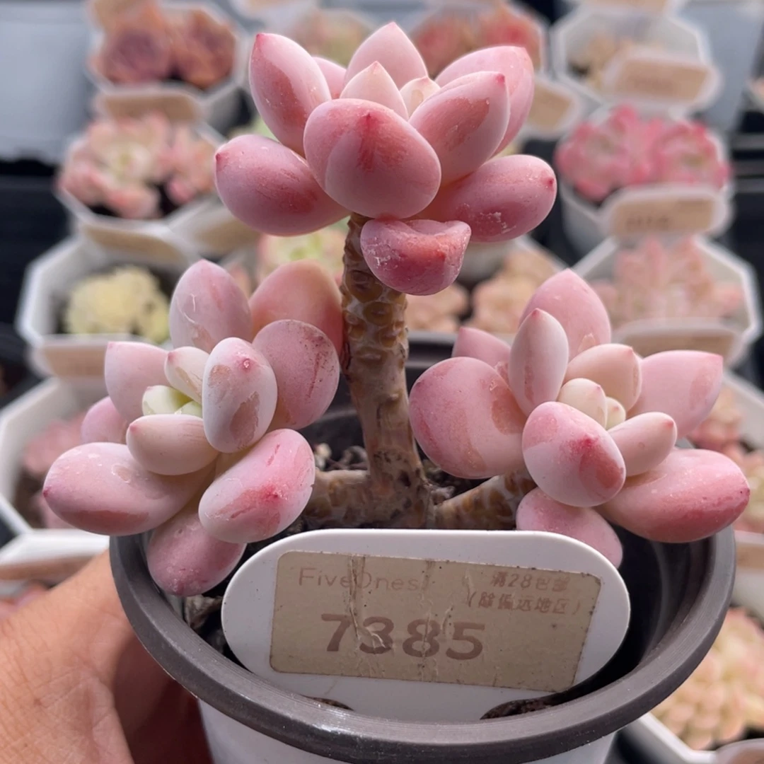 洛神7385-9.0厘米