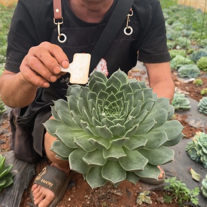 地挖大单头多肉植物5