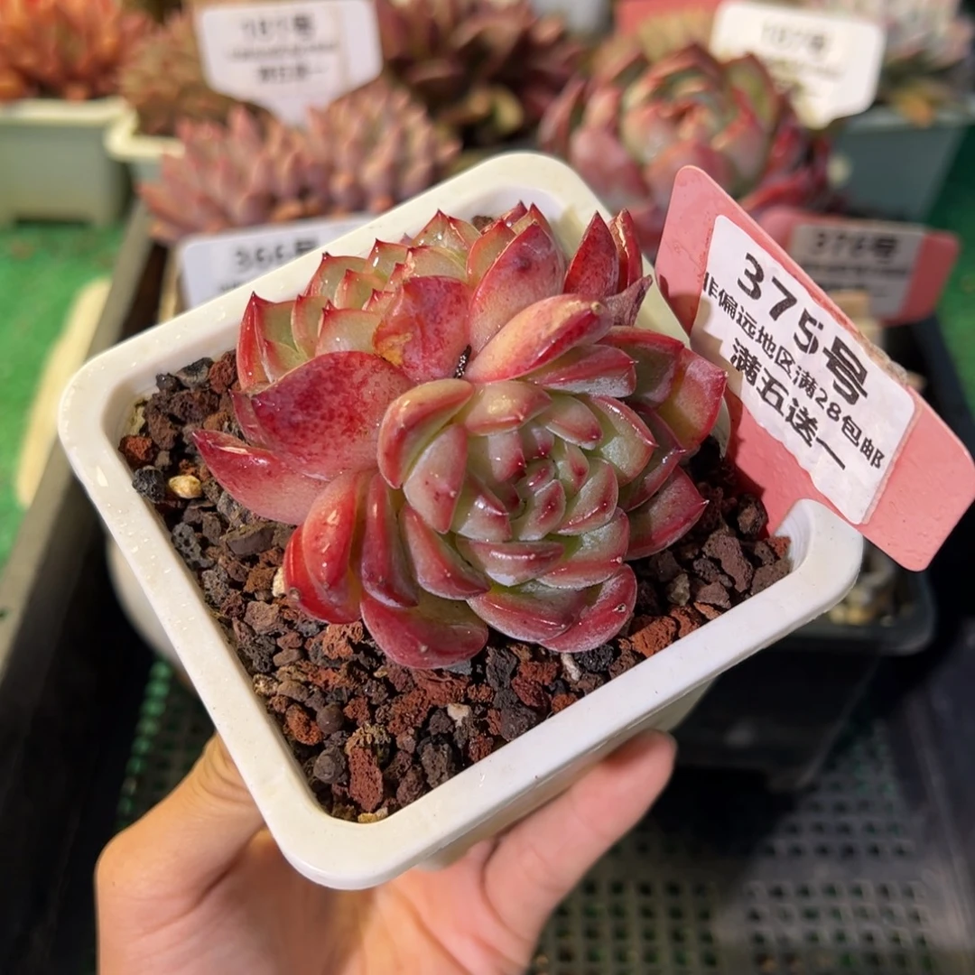 表妹精品多肉植物375.