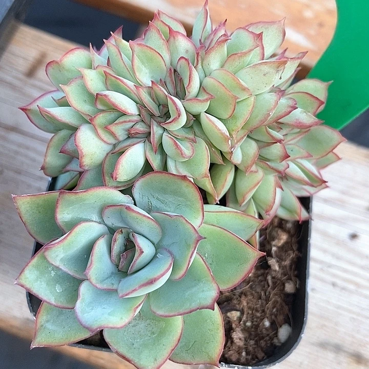 多肉植物月光女神缀822