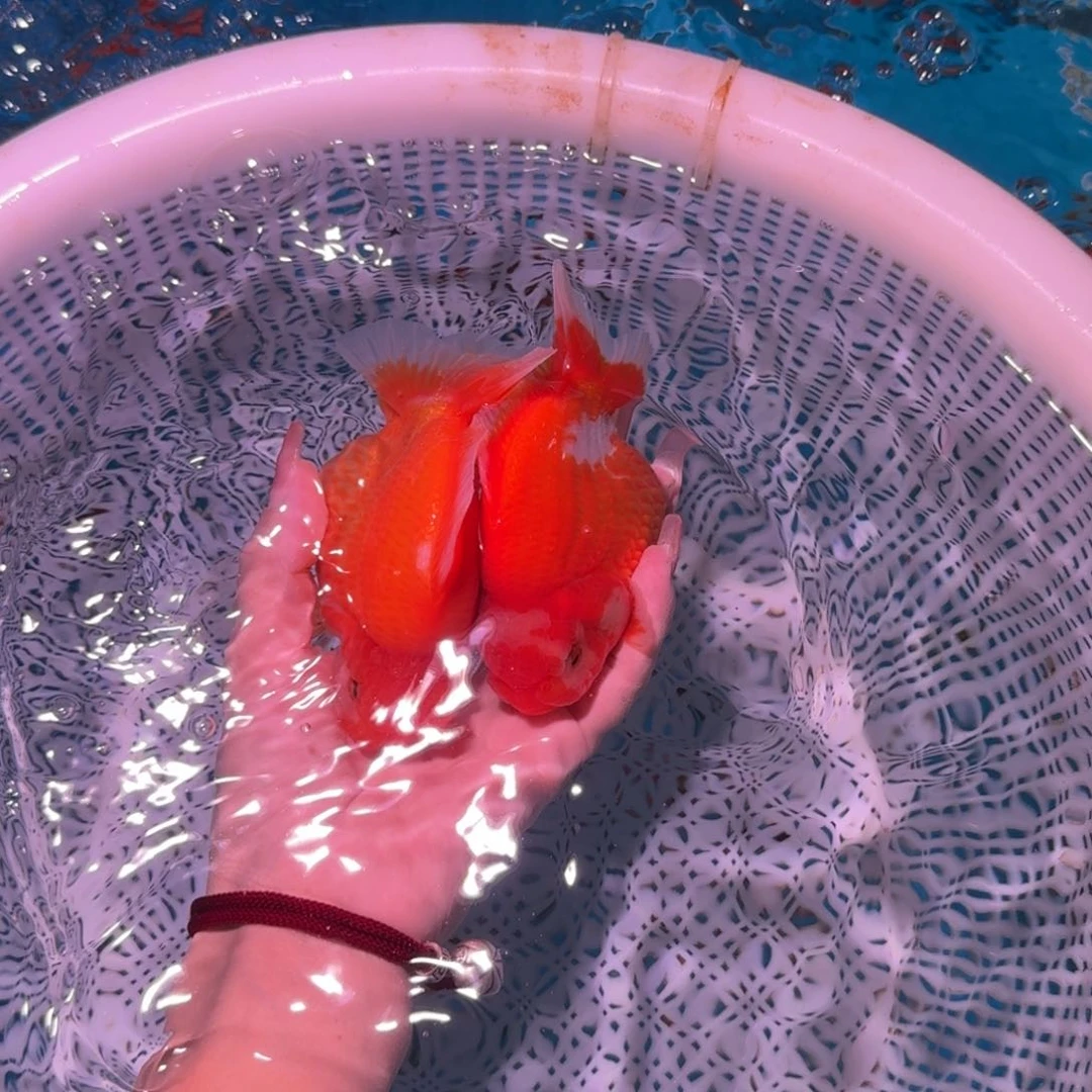 金鱼亚成短尾将军狮子