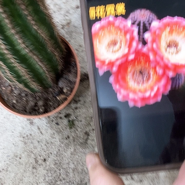 尼桑仙人球，2689000