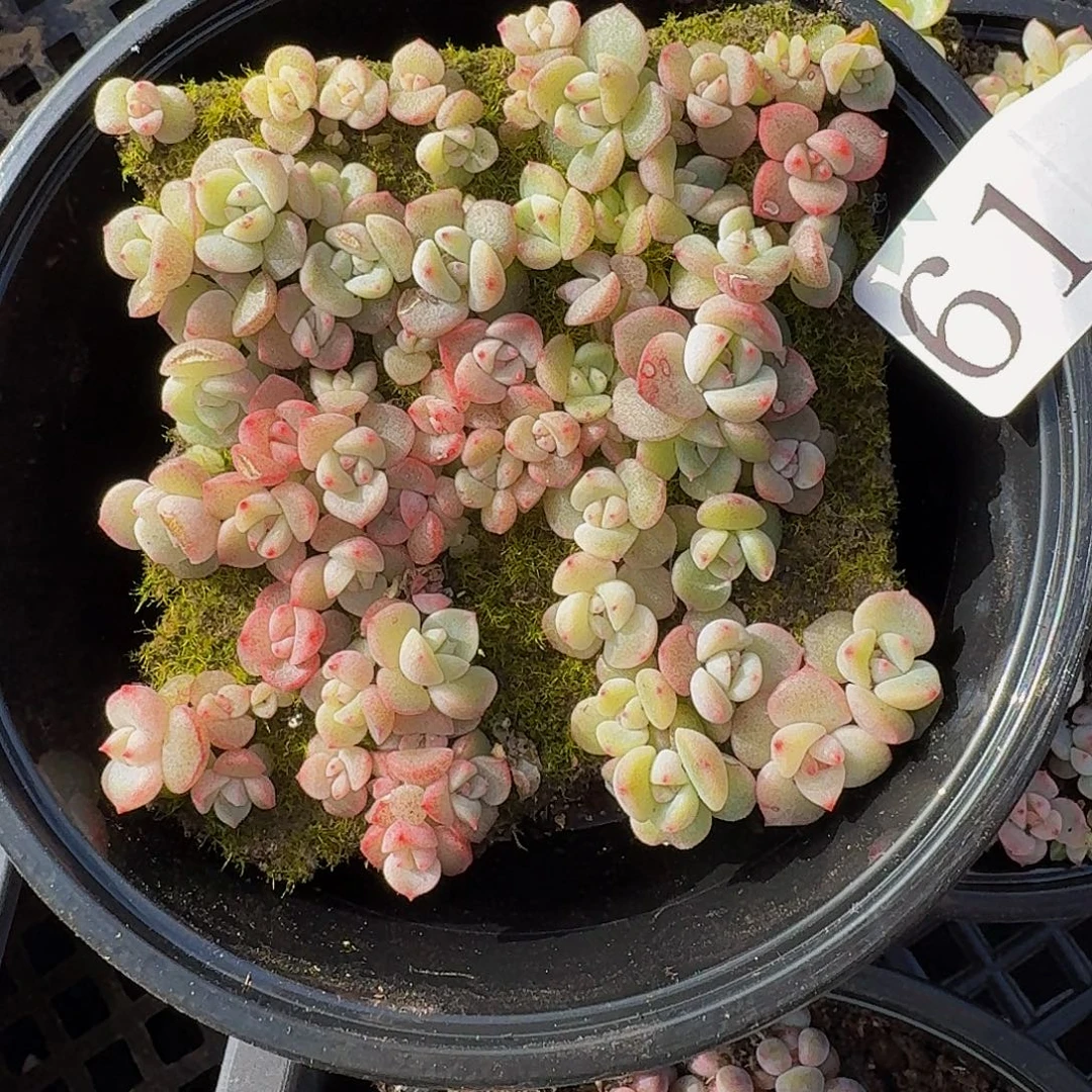 多肉植物多肉植物61