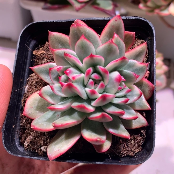 蔚蓝乌木锦腹轮锦三个头