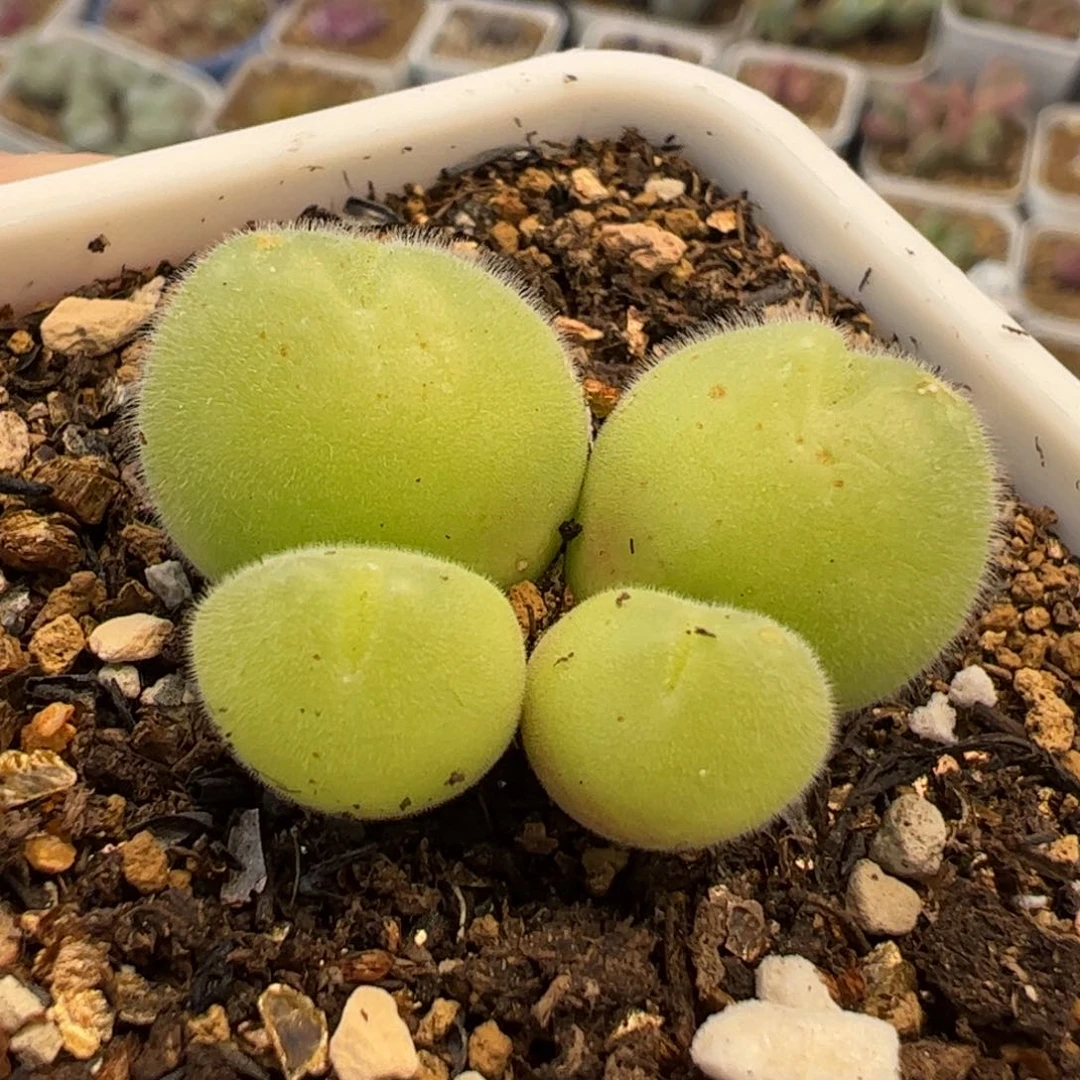 茳**姐123多肉植物百科