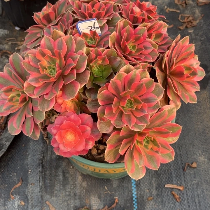 26女妖多肉植物法师