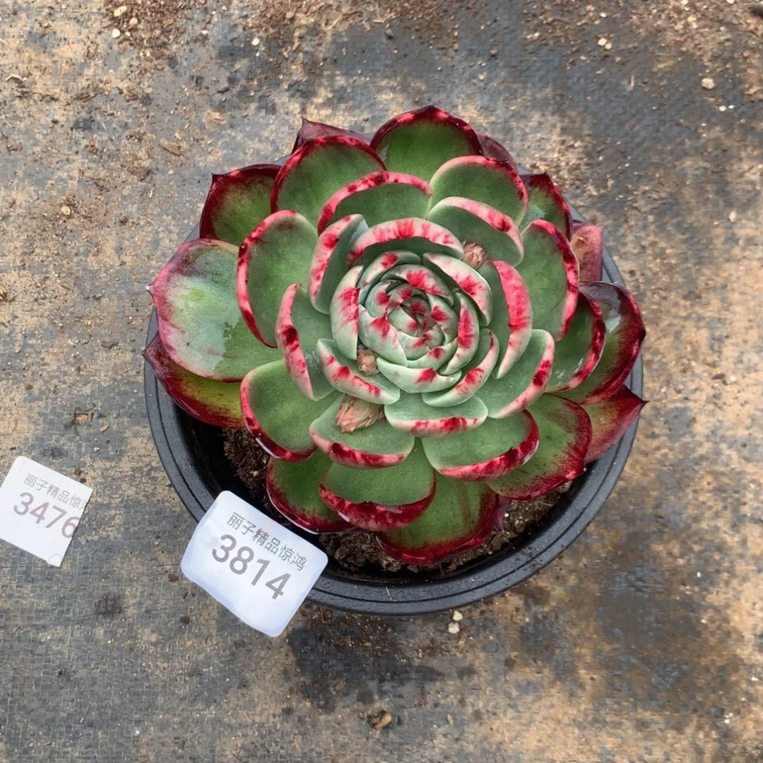 3814一物一拍13厘米