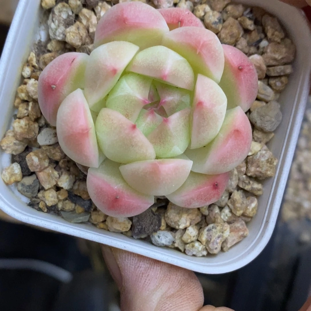 精品多肉一物一拍不包整270