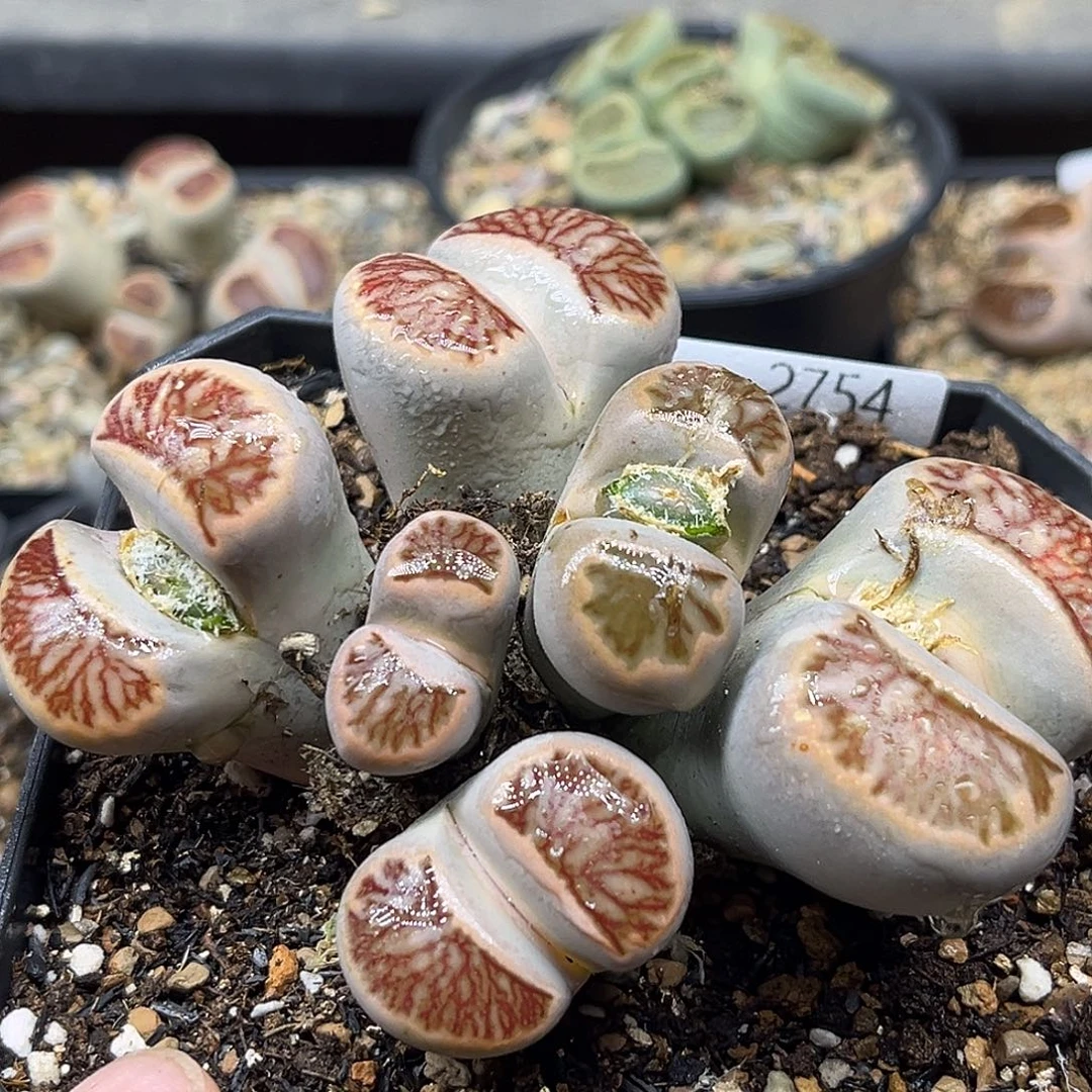 一物一拍菊母本2754六头群