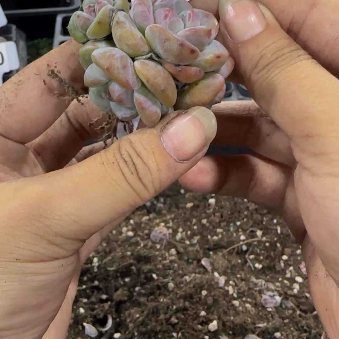 （***）108 号一物一拍特价