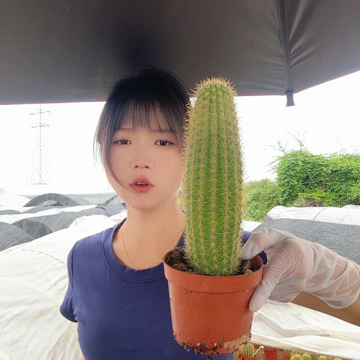 时光毛花柱1111111111