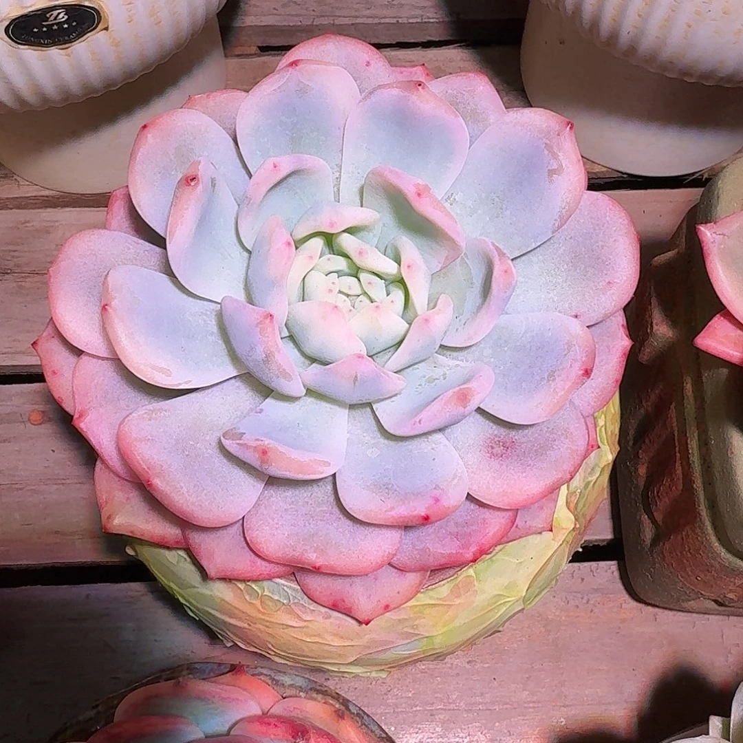 星影锦多肉多肉多肉