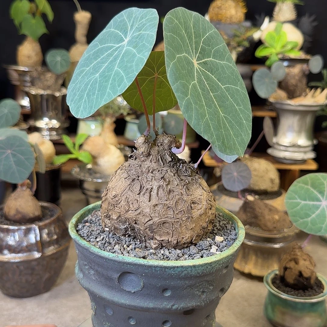 一物一拍老家一叶龟13