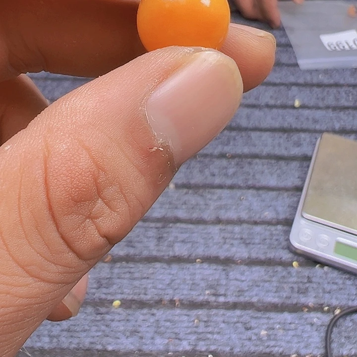 香榧木0200 缅甸花梨大果紫檀