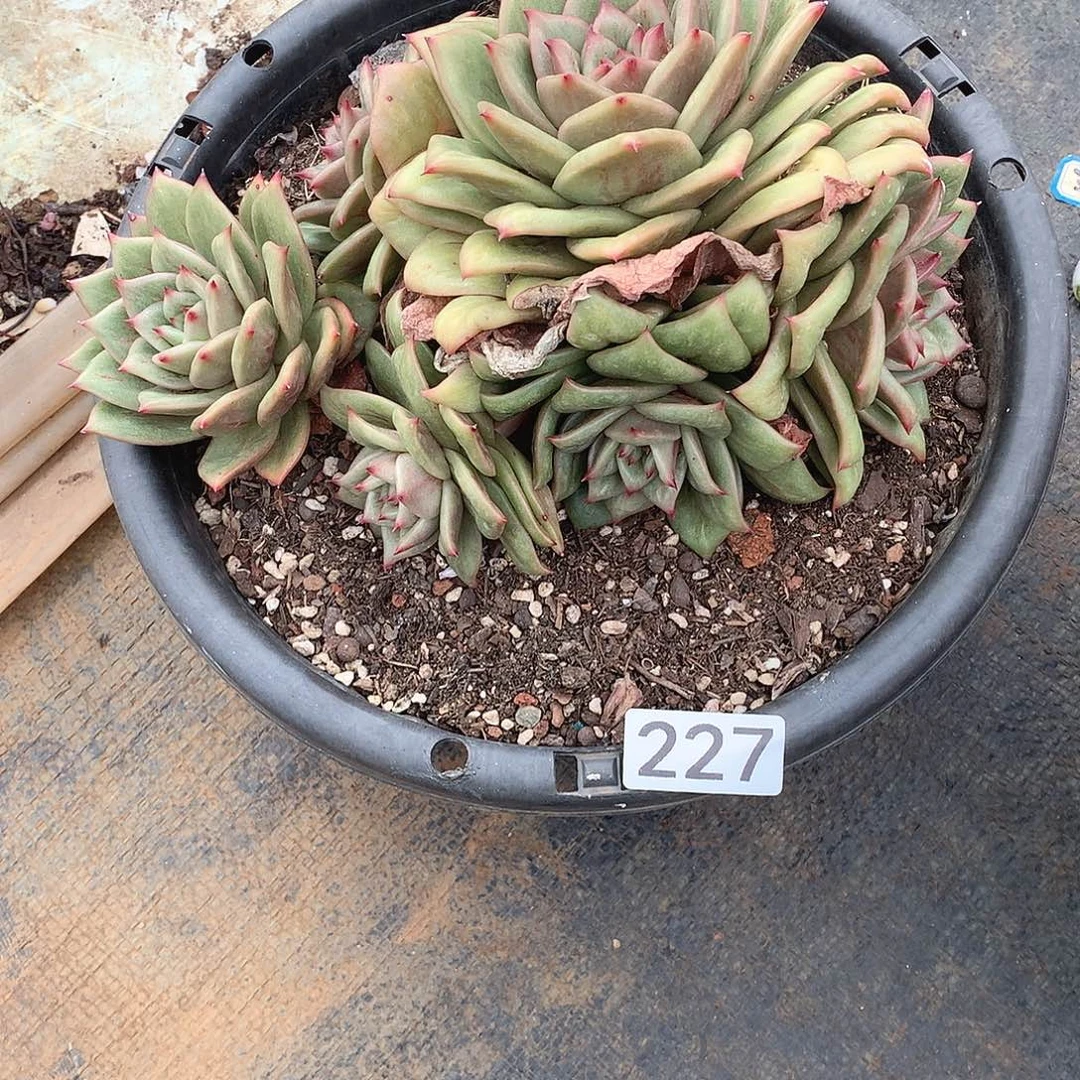 227锦 一物一拍多肉