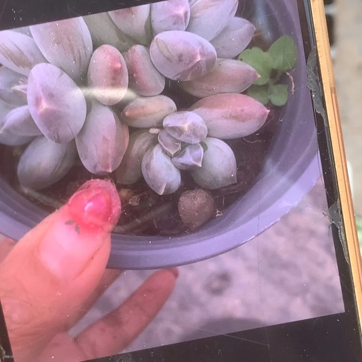 星空 美人群。包邮