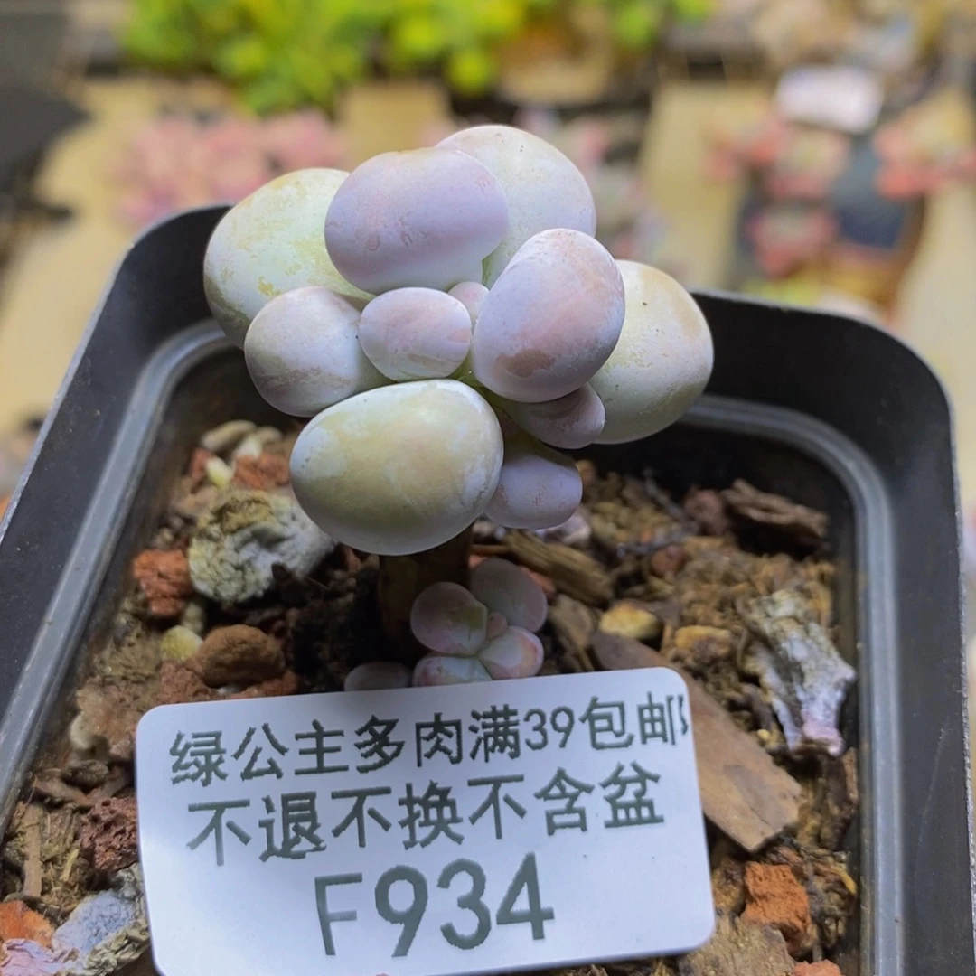 934橙奶多肉肉3cm