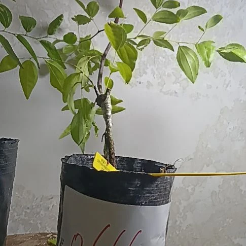 用***7无花朵芽变杯苗0666