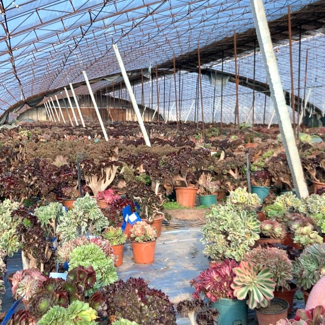 盘***您补货老桩老桩老桩老桩