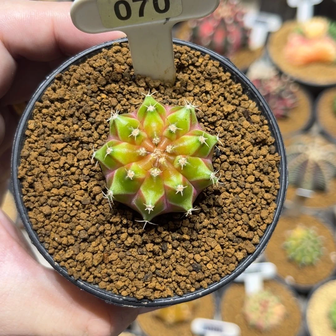 *****实生根轮回—————————