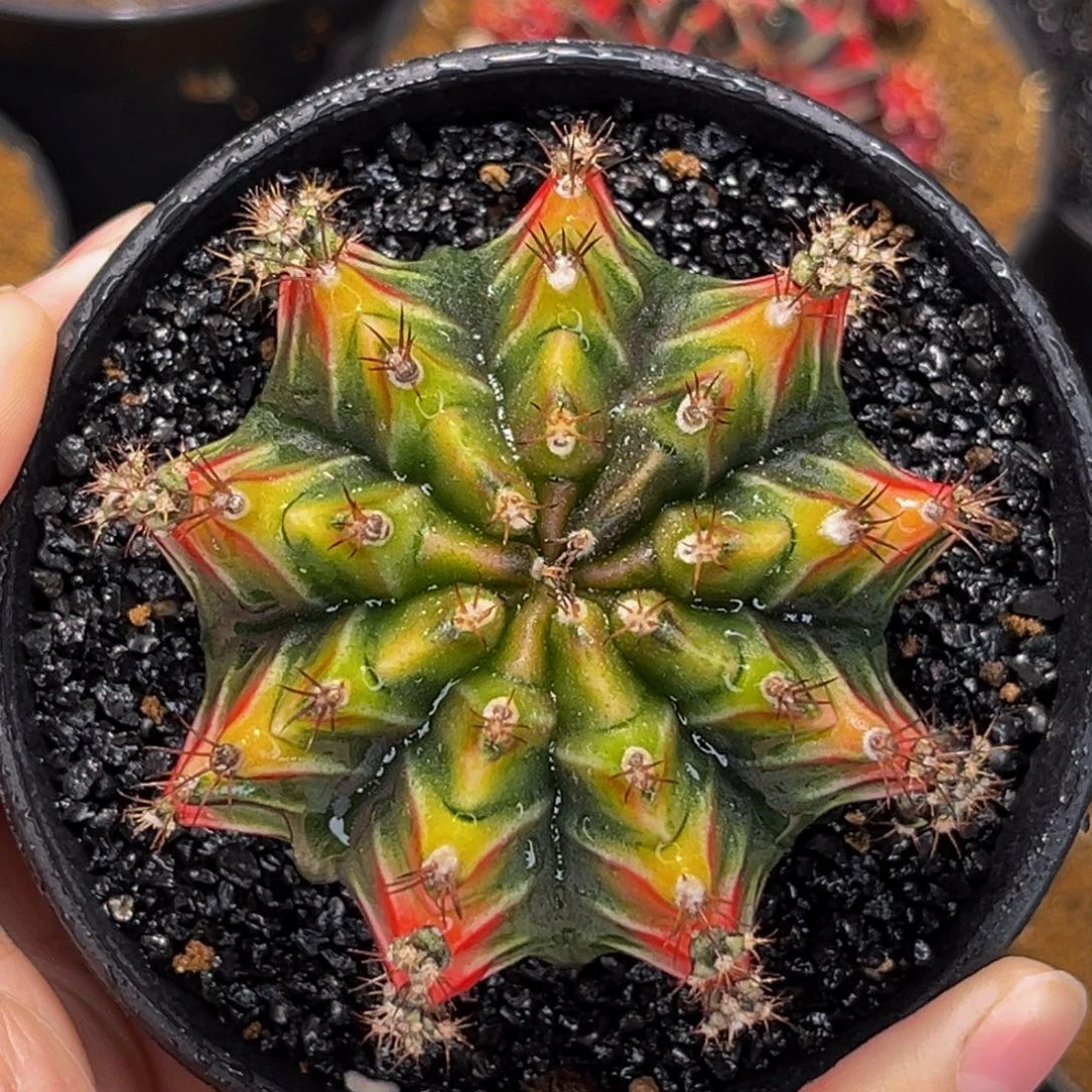 岩浆 米哈仙人球