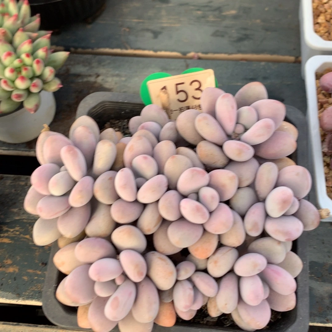 桃蛋矮桩平头无砍153