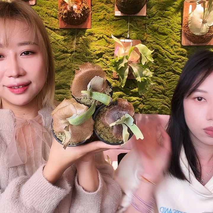 不开花植物a9。