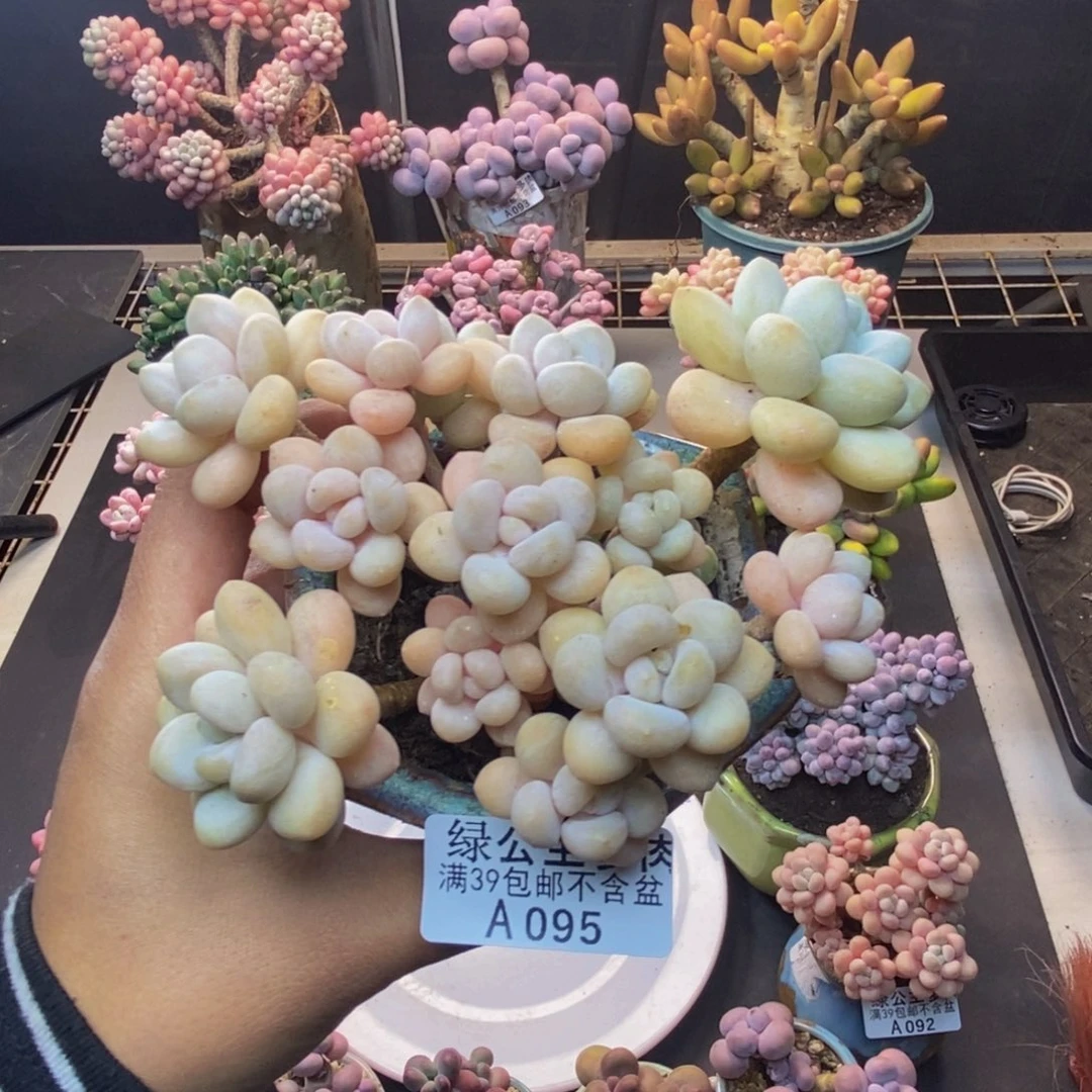 095白奶糖多肉10c m