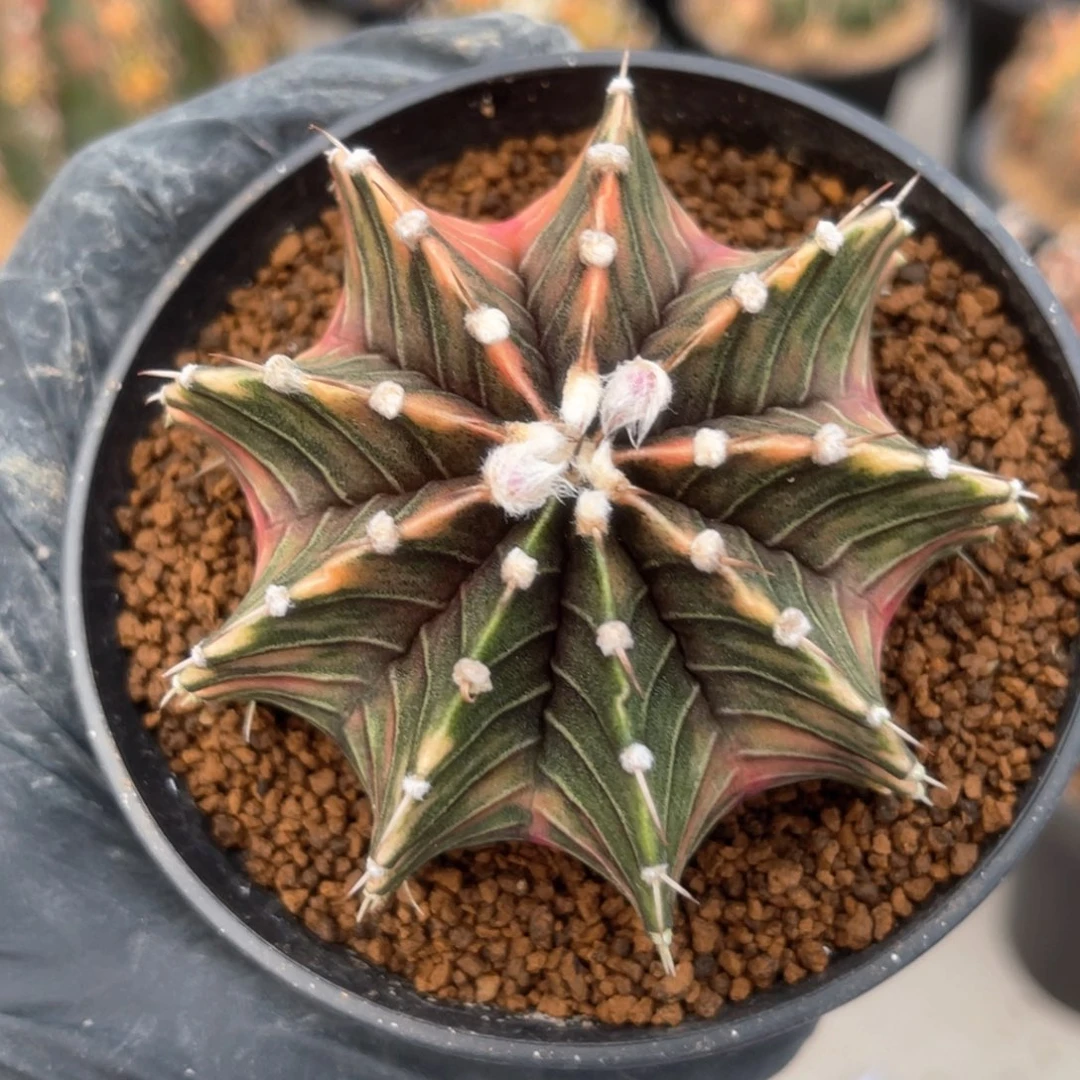 @****产实生肋骨锦福利哈哈哈