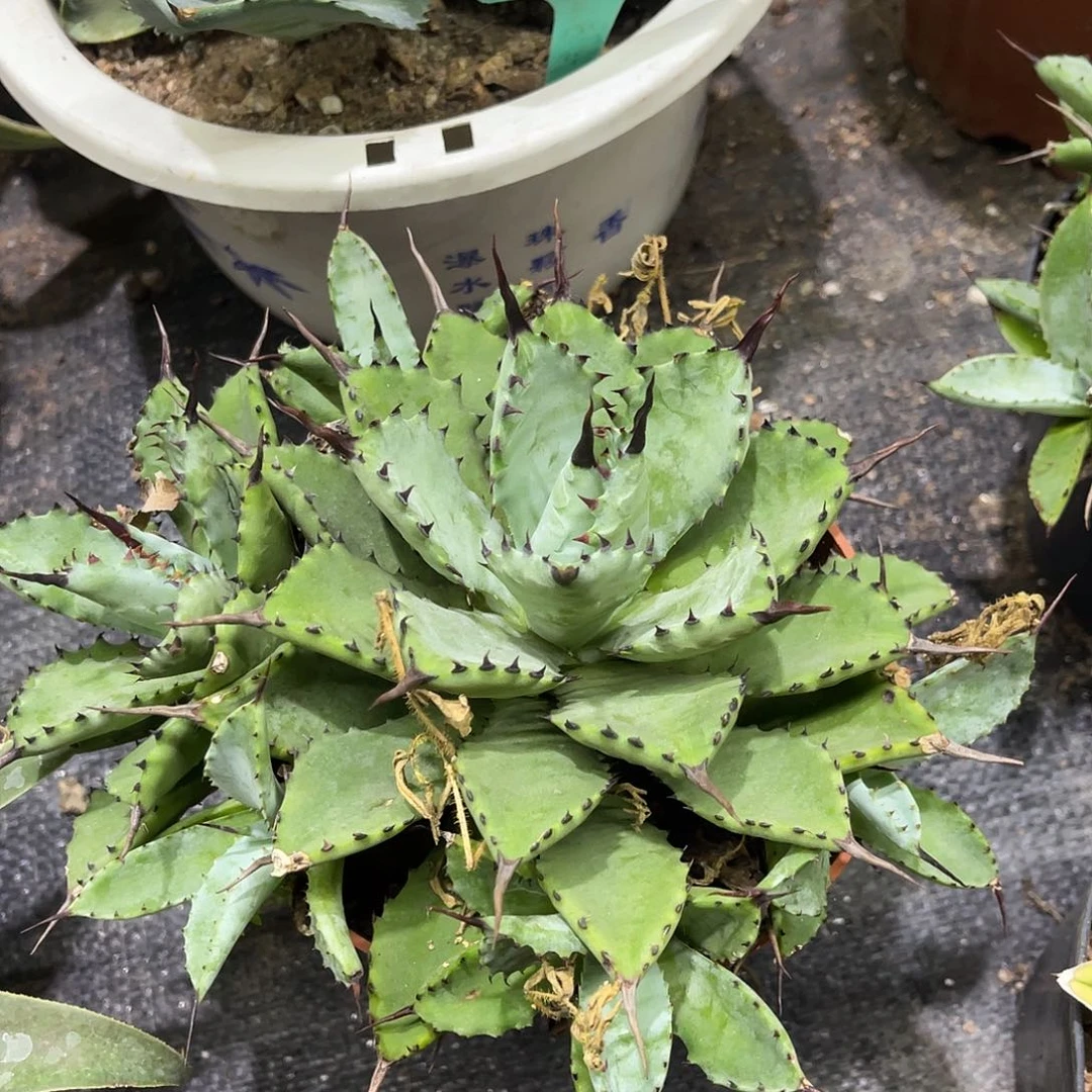 曲刺芭蕾龙舌兰系列