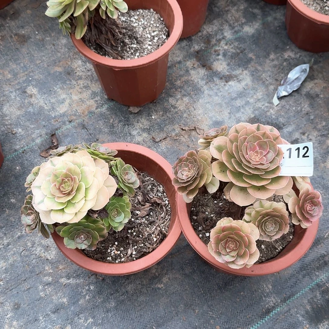 唯***一荔枝组合两颗aaa112