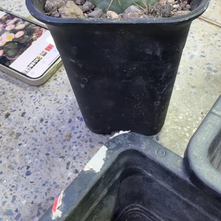 小黑万象5个无托，20包邮口经10公分左右