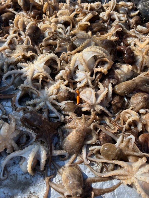 大连野生八爪鱼三斤顺丰包邮