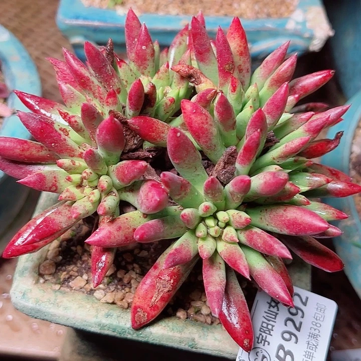 9292绿体拇指仙女杯多肉