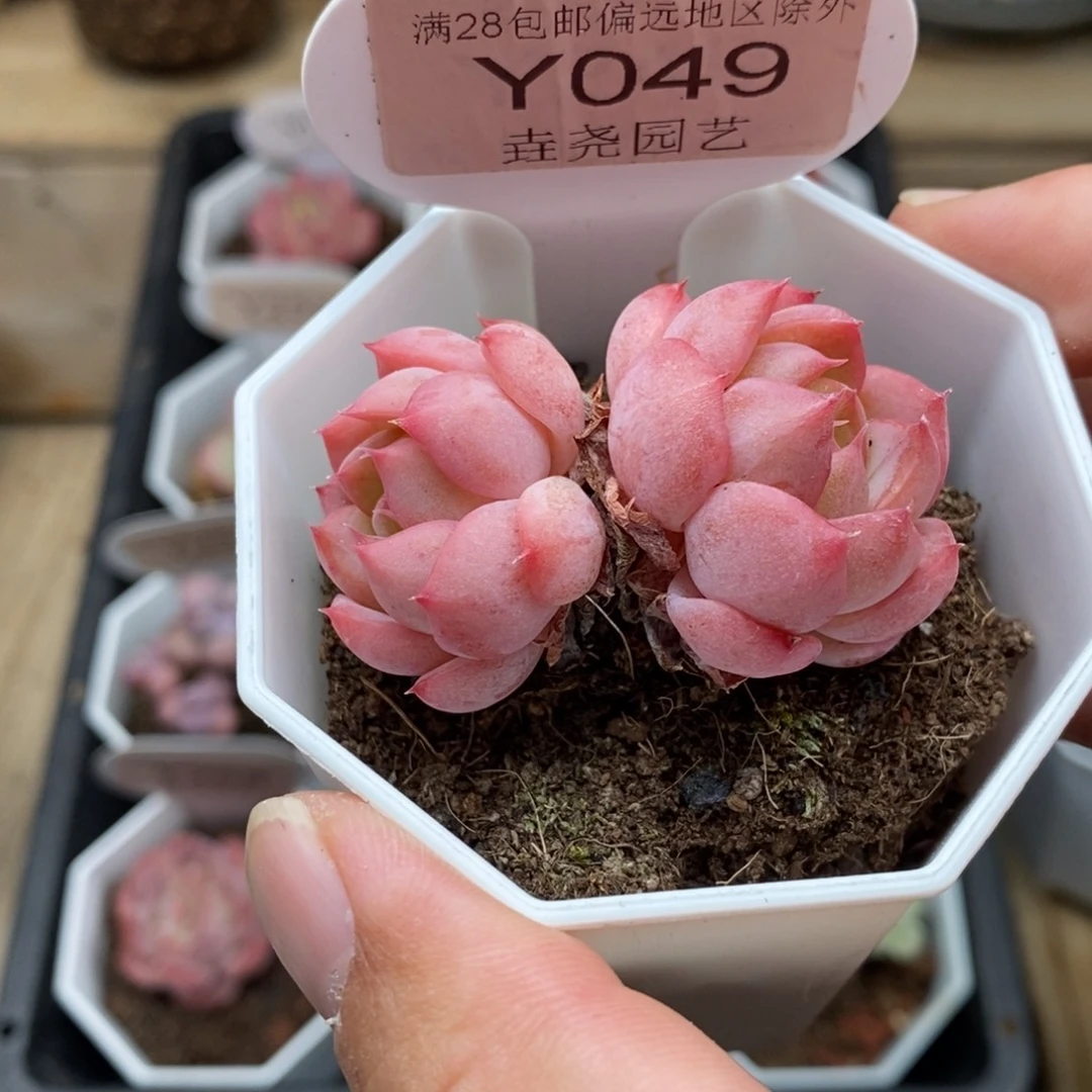 0049 麦秆双头 5cm