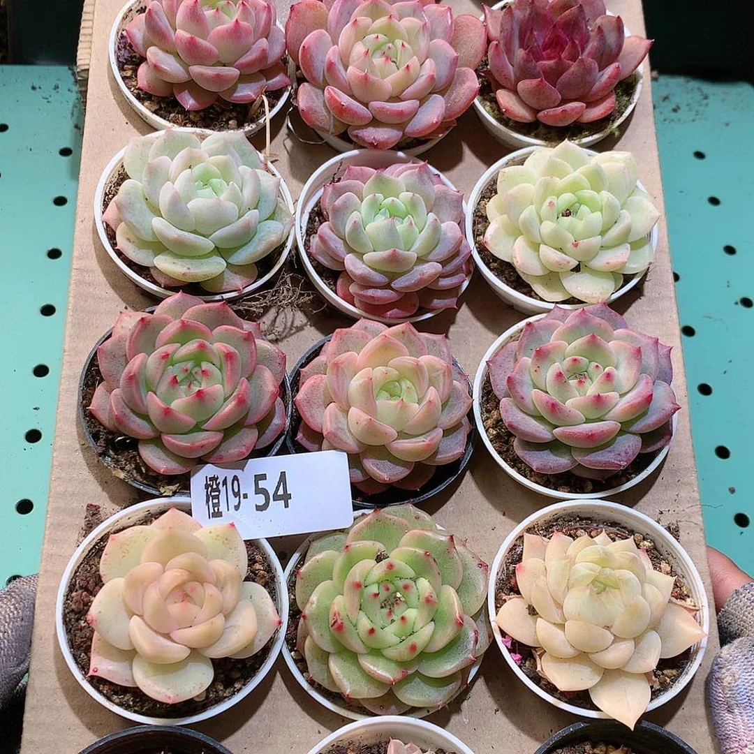 19-54一物一拍带盆18颗。