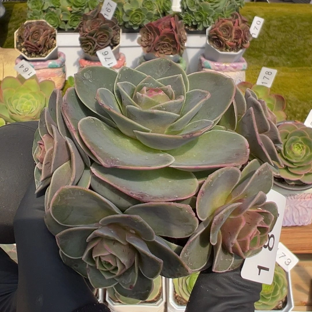 181禧桃飘枝群6厘米