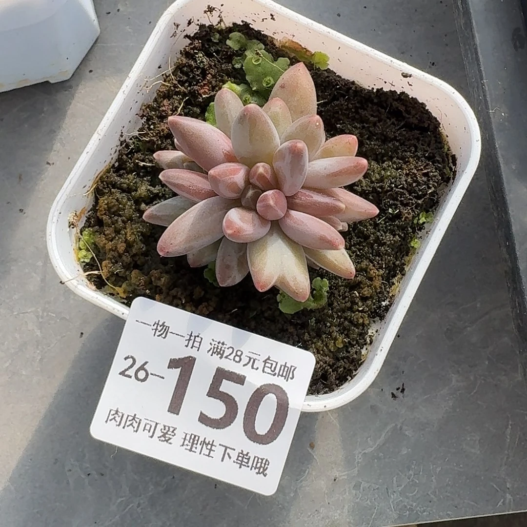 乌拉克拉无盆土发货无