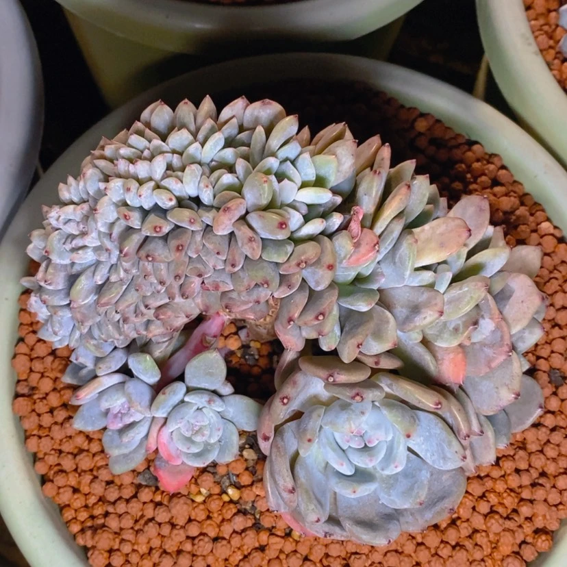 【闪购商品】无**弦寄养