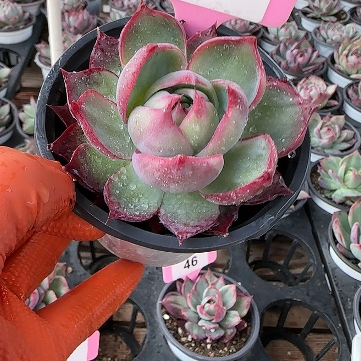 13 惊鸿仙子多肉植物6-9cm