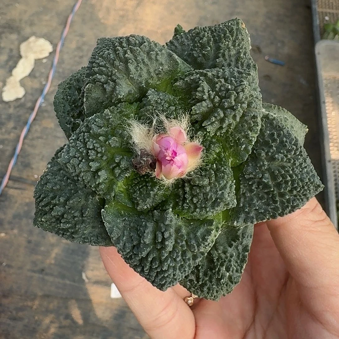 无花朵大尤哥斯拉牡丹850
