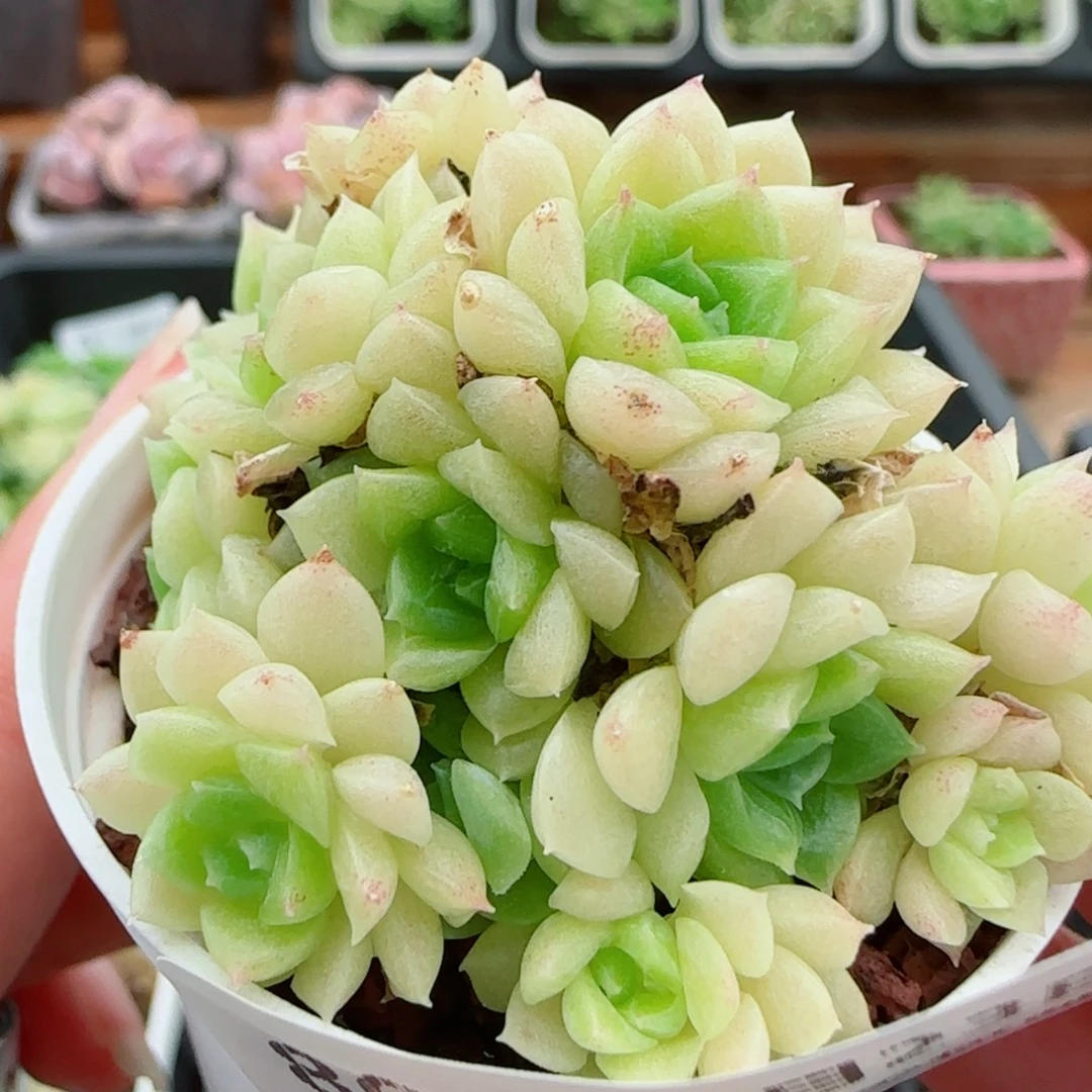 花语逸镜0923-80散