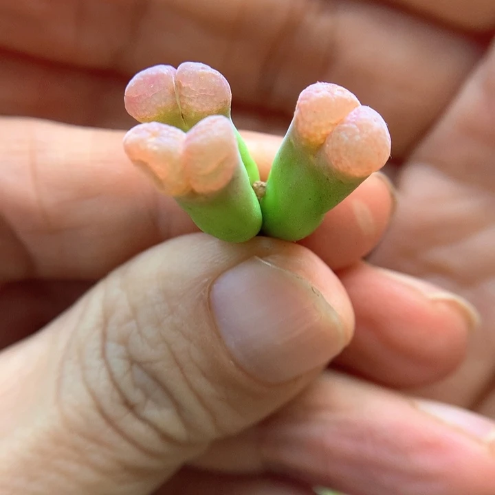 蝴蝶仙女风 肉锥植物