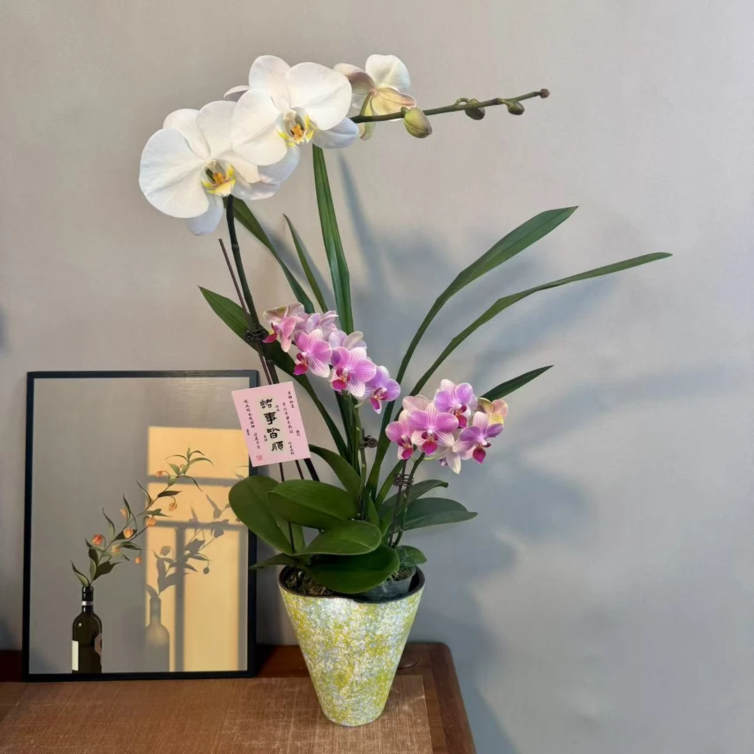蝴蝶兰 【似水年华】拼色系精致组盆开花株室内绿植养兰基地直发